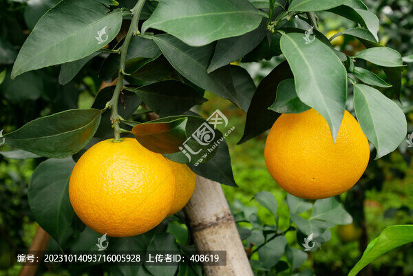 愛媛38號