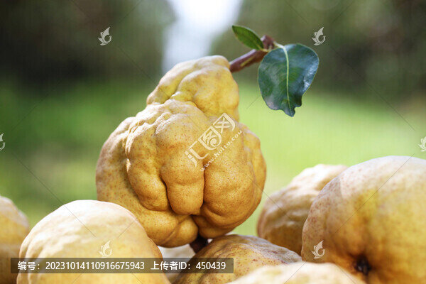 丑梨