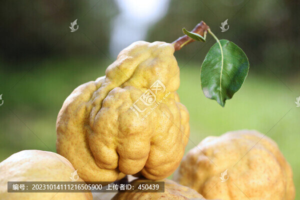 丑梨