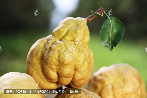 丑梨