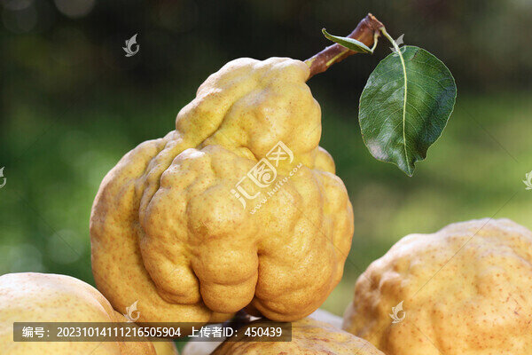 丑梨