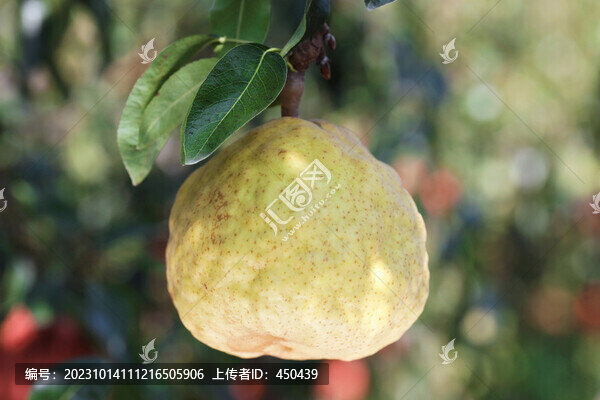 丑梨