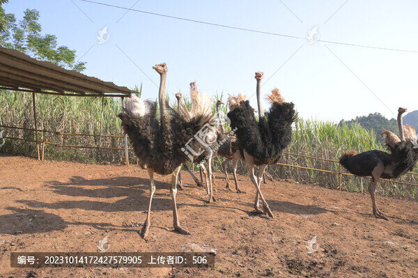 鴕鳥養(yǎng)殖