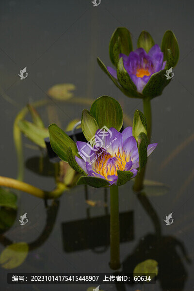 藍(lán)蟹爪睡蓮