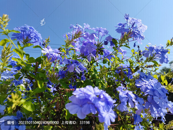 藍(lán)雪花