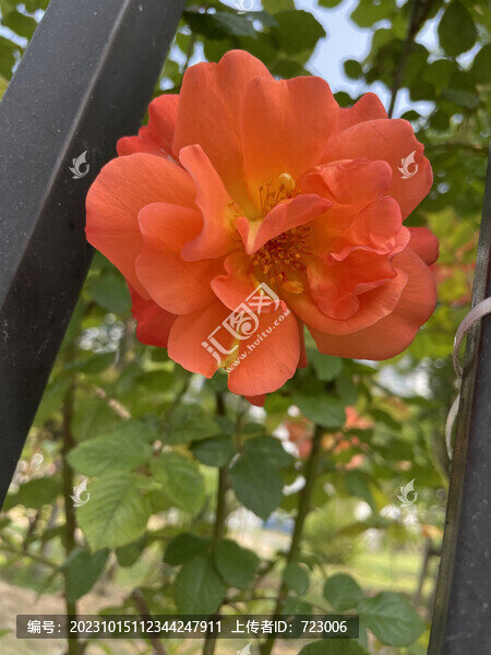 月季花