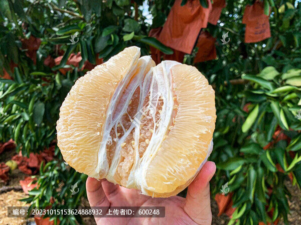 柚子