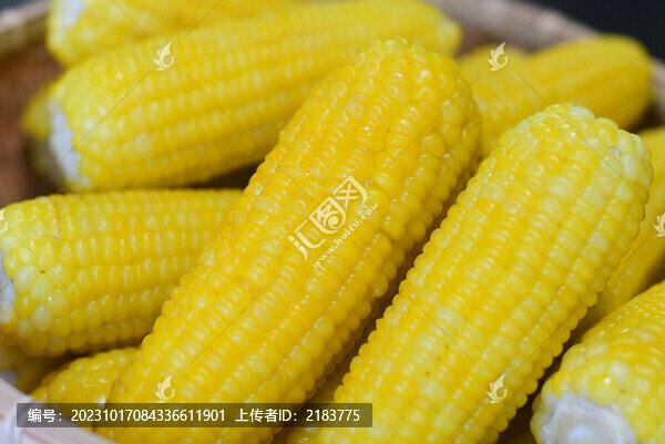 金黃的糯苞米