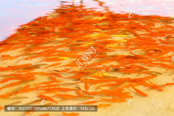 一群紅色小金魚