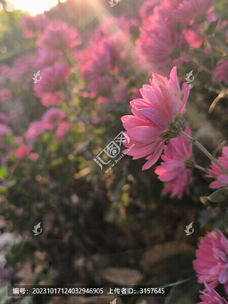 光影菊花