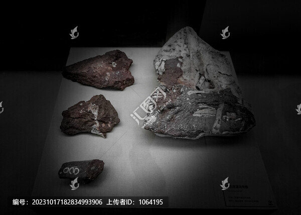 黃氏河源龍骨骼化石