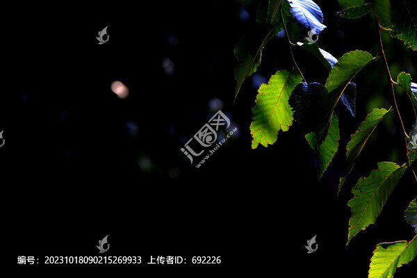 陽光綠葉