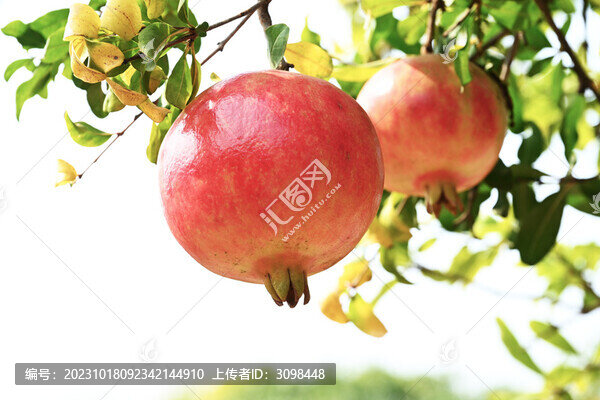 石榴