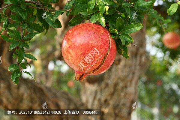 嶧城石榴