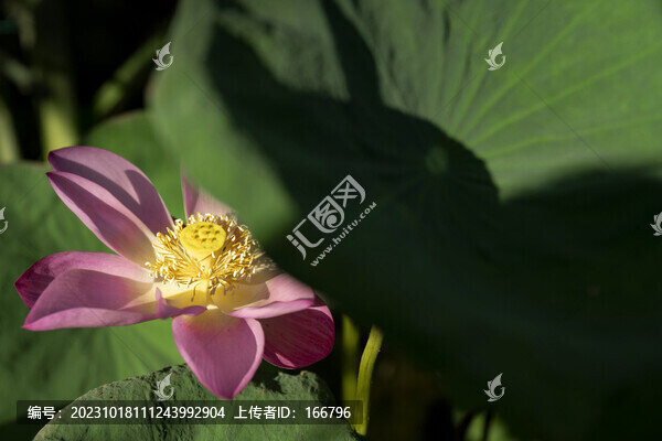 蓮意之托