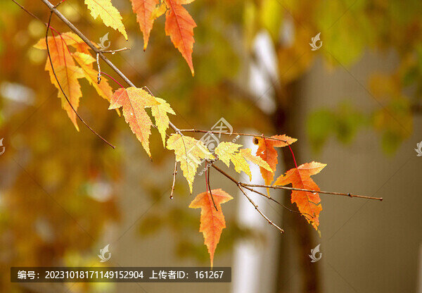 秋日紅葉美