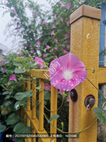 雨后喇叭花