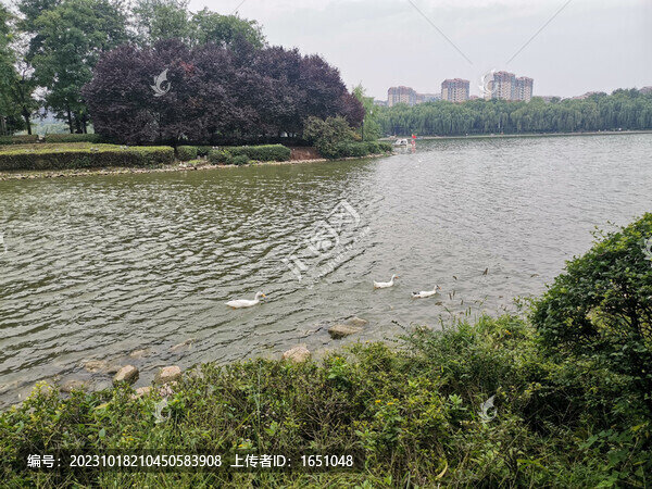 渭水河白鵝