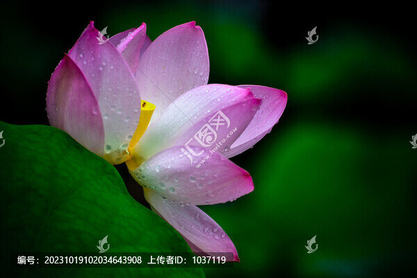 畫意荷花