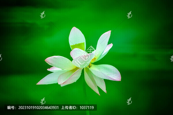 靈動(dòng)荷花