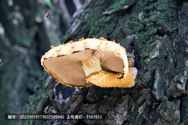 樹干上的蘑菇