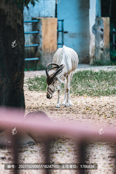動物園的羚羊