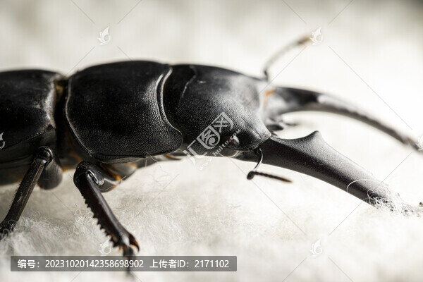 鍬甲蟲