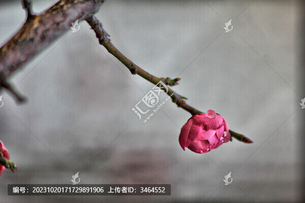 公園里盛開的梅花