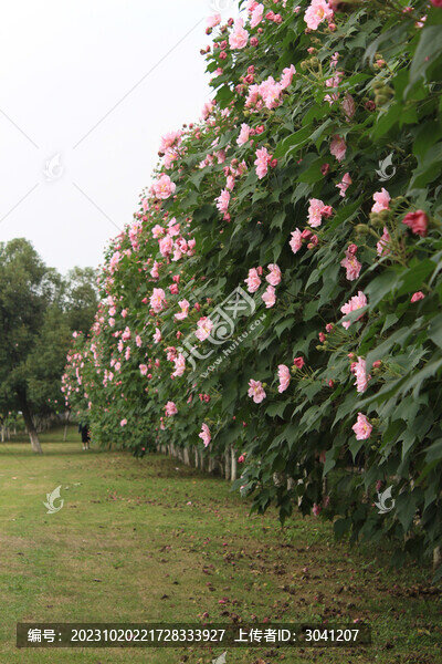 芙蓉花墻