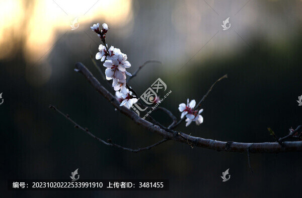 桃花