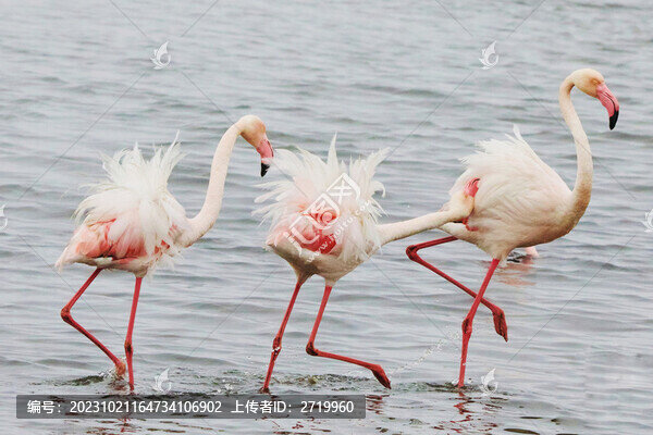 火烈鳥起舞