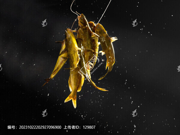 活昂刺魚