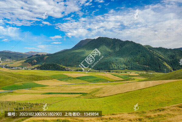 麥田