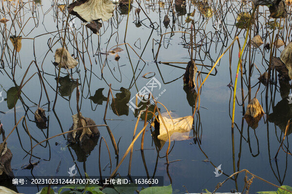 殘荷