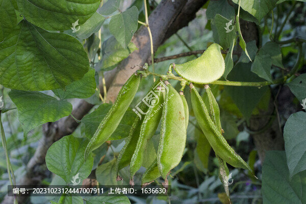 扁豆