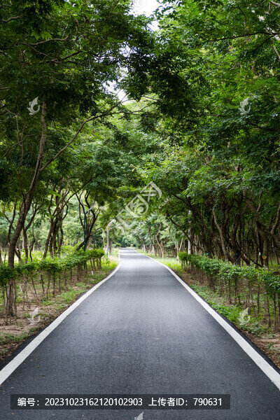 樹林林間道路