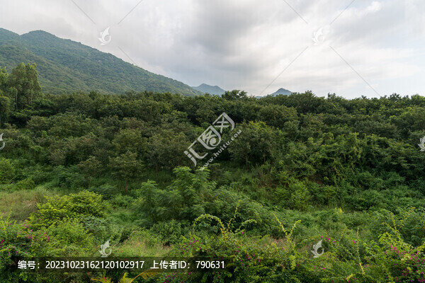 郁郁蔥蔥山林