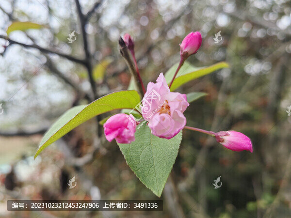 小野花高清特寫(xiě)