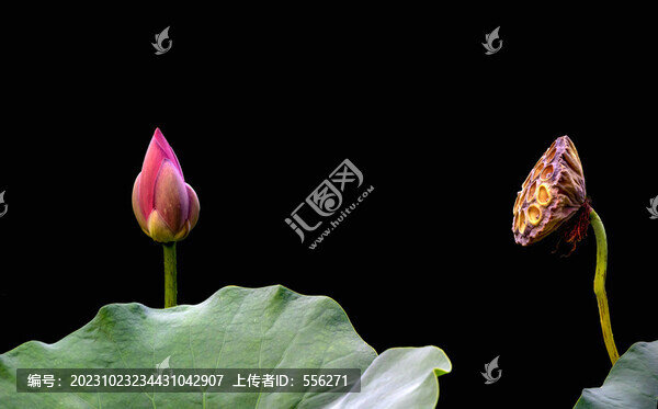 荷花花苞和蓮蓬