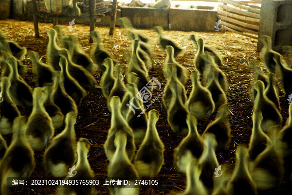 養(yǎng)鵝基地