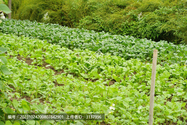 農(nóng)家菜園