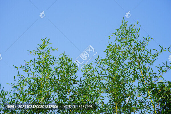 藍(lán)天綠竹