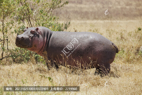 河馬