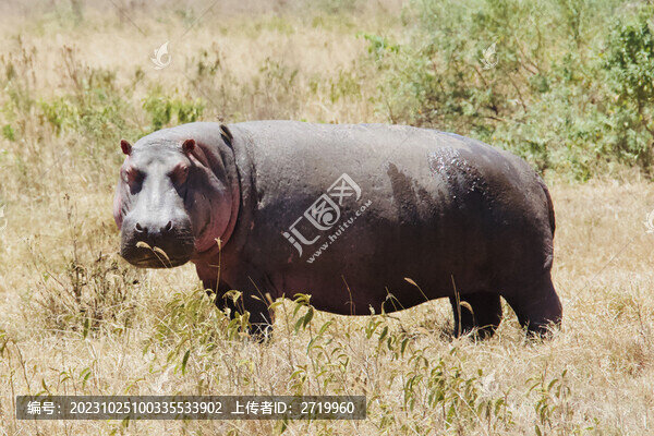 河馬