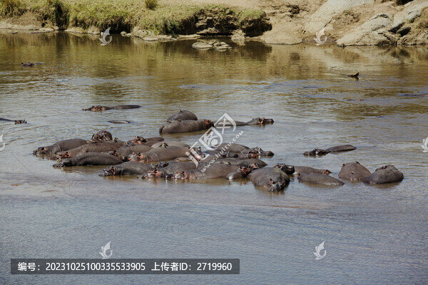 河馬群