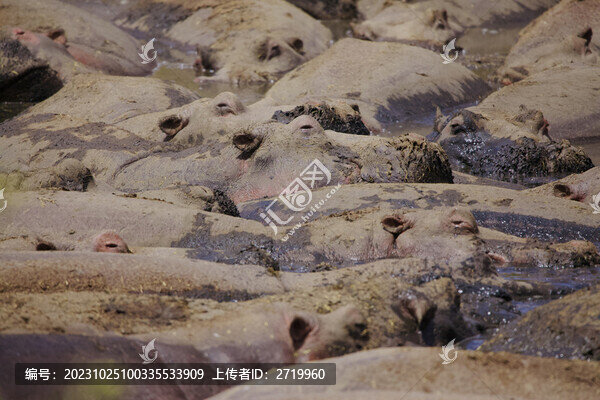泥潭中的河馬群