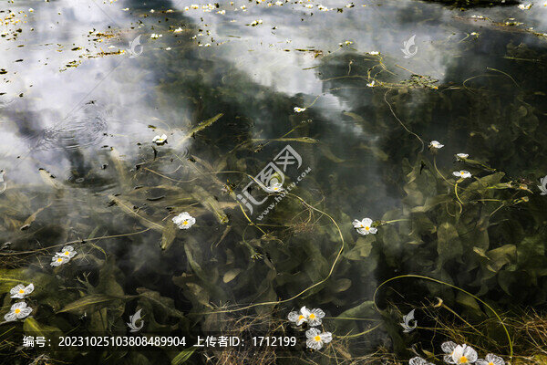 云南麗江瀘沽湖水性楊花