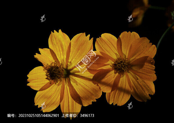 黃波斯菊