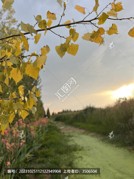 黃昏樹葉背景