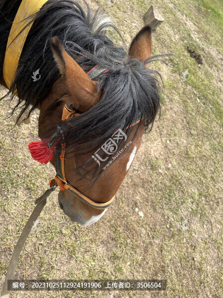 低下的馬頭